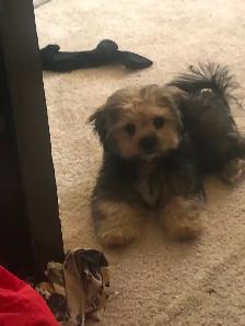 12 week old last puppy. He has his shots and pee pad trained. - Photo 3