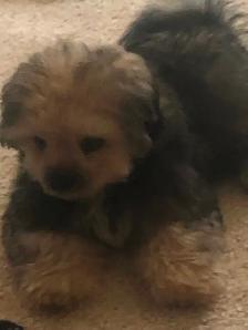12 week old last puppy. He has his shots and pee pad trained. - Photo 4