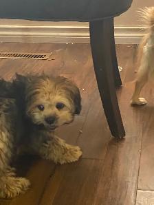 12 week old last puppy. He has his shots and pee pad trained. - Photo 5