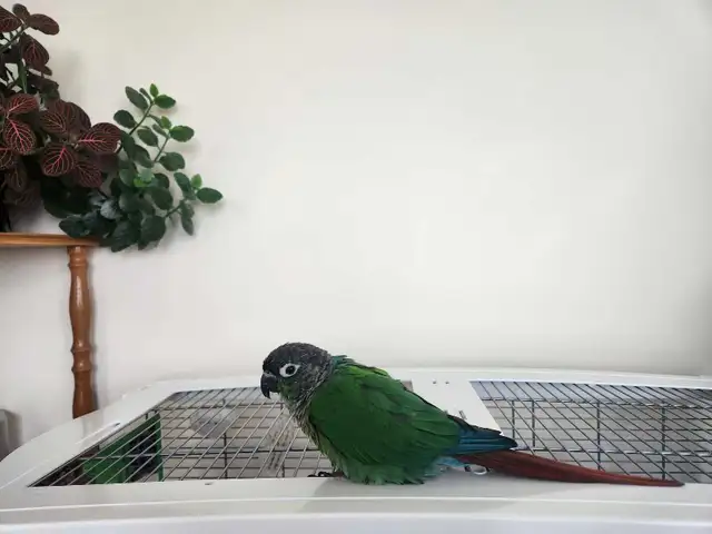 black cap conures