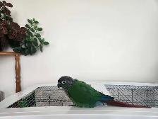black cap conures