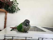black cap conures - Photo 2