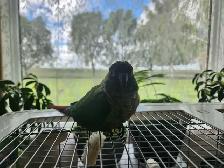 black cap conures - Photo 3