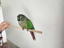 black cap conures - Photo 4