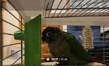 black cap conures - Photo 5