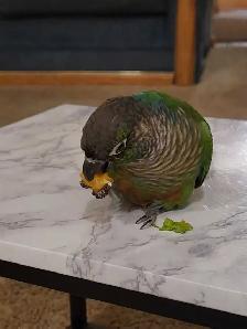 black cap conures - Photo 6