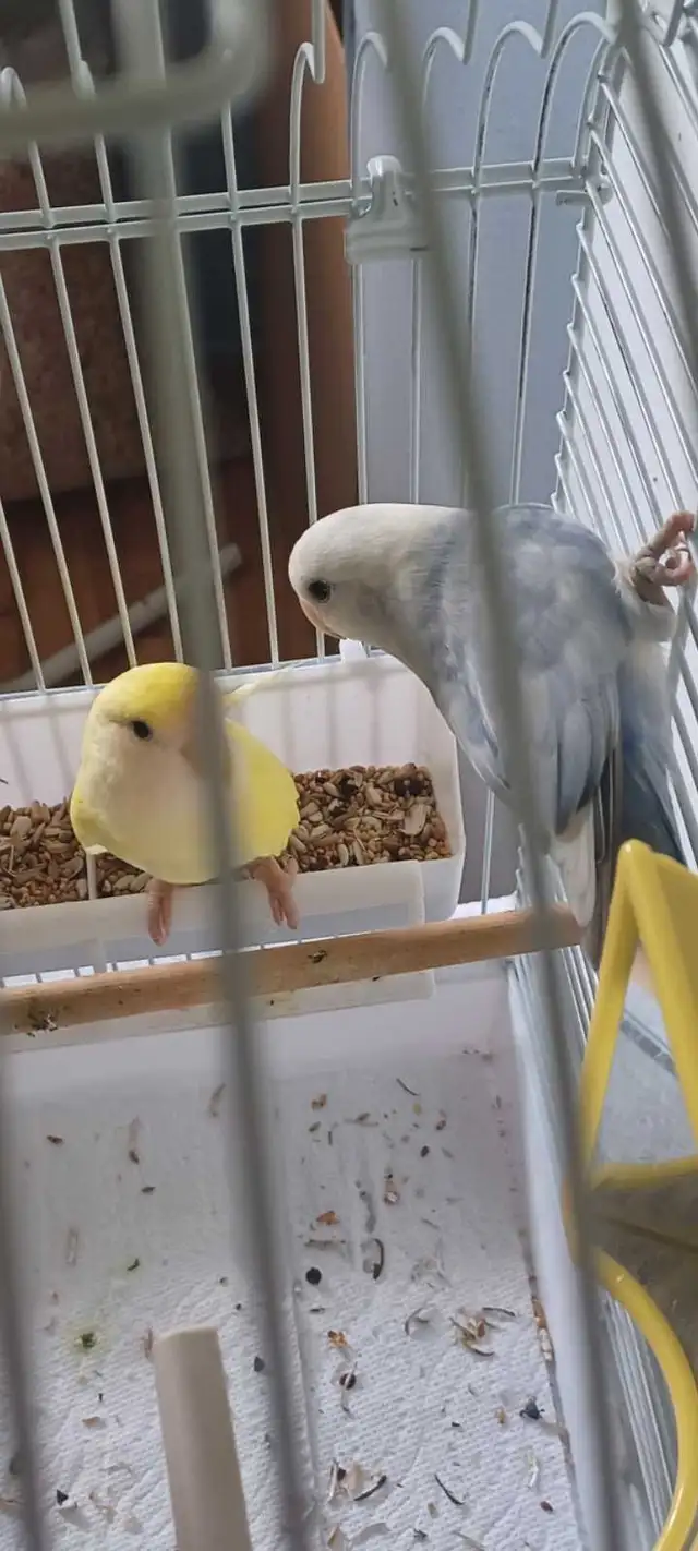beau couple inséparable 2ans en bonne santé $180