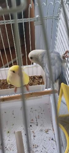 beau couple inséparable 2ans en bonne santé $180
