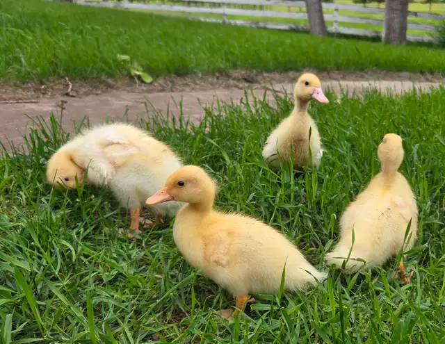 White Call Ducklings