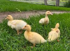 White Call Ducklings - Photo 2