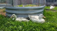 White Call Ducklings - Photo 3