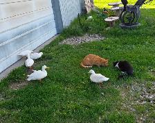 White Call Ducklings - Photo 4