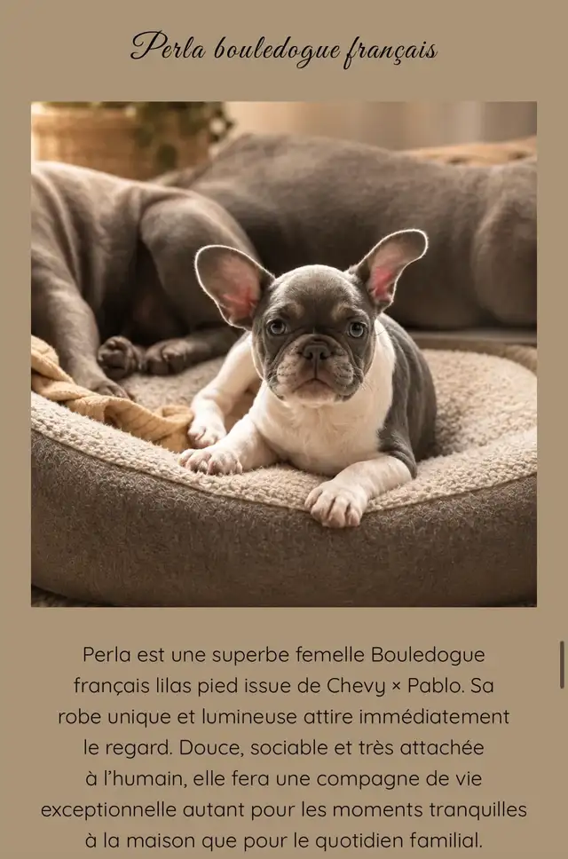 bouledogue français femelle lilas