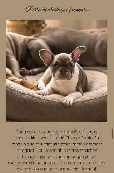 bouledogue français femelle lilas