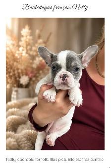 bouledogue français femelle lilas - Photo 2