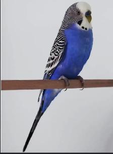 RECHERCHE PERRUCHE MÂLE BLEU