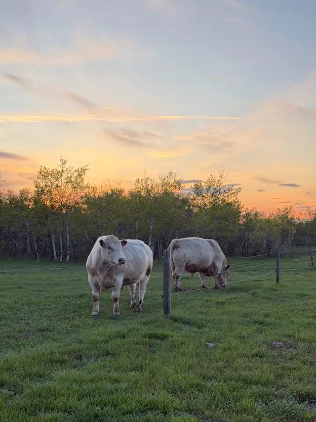 Shorthorn Bulls For Sale