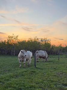Shorthorn Bulls For Sale
