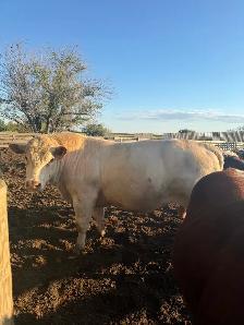 Shorthorn Bulls For Sale - Photo 2