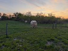 Shorthorn Bulls For Sale - Photo 3