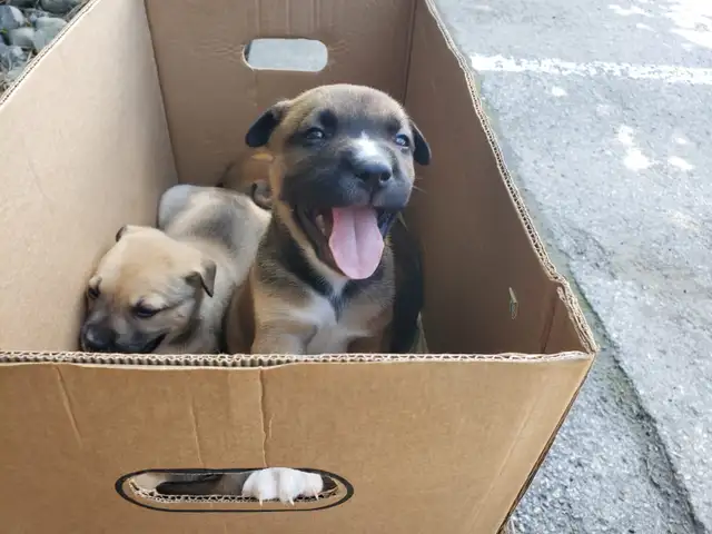 chiots Pitsky à vendre - Montréal / Saint-Hyacinthe