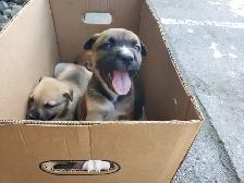 chiots Pitsky à vendre - Montréal / Saint-Hyacinthe