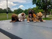 chiots Pitsky à vendre - Montréal / Saint-Hyacinthe - Photo 2