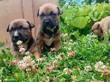 chiots Pitsky à vendre - Montréal / Saint-Hyacinthe - Photo 3