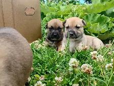 chiots Pitsky à vendre - Montréal / Saint-Hyacinthe - Photo 4