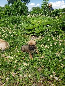 chiots Pitsky à vendre - Montréal / Saint-Hyacinthe - Photo 5