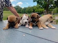 chiots Pitsky à vendre - Montréal / Saint-Hyacinthe - Photo 6