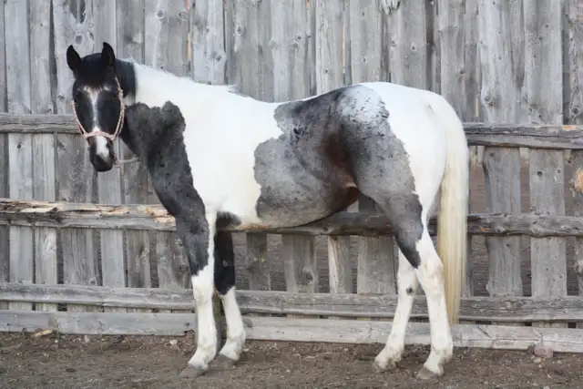 Registered 5yr Old Paint Mare  - Quiet and Broke