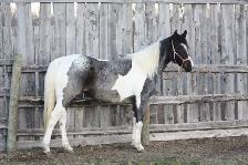 Registered 5yr Old Paint Mare  - Quiet and Broke - Photo 2