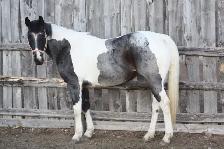 Broke and Quiet APHA 5 yr Old Mare