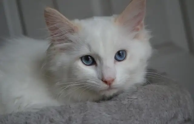 Chatons Ragdoll castré