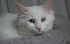 Chatons Ragdoll castré