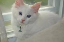 Chatons Ragdoll castré - Photo 2