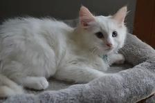 Chatons Ragdoll castré - Photo 3