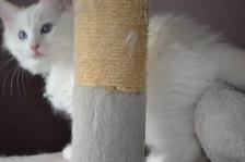 Chatons Ragdoll castré - Photo 4