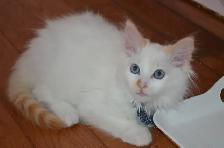 Chatons Ragdoll castré - Photo 5