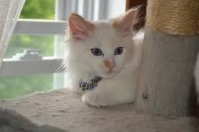 Chatons Ragdoll castré - Photo 7