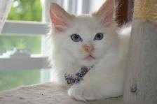 Chatons Ragdoll castré - Photo 8
