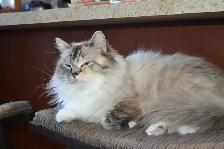 Chatons Ragdoll castré - Photo 9
