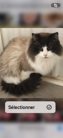 Chatons Ragdoll castré - Photo 10