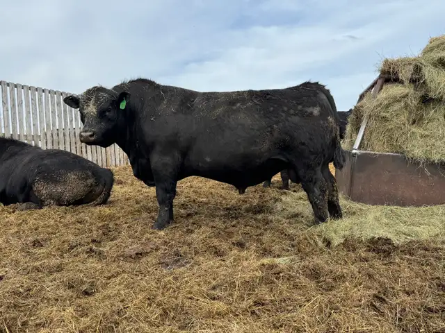 Purebred Black Angus Bulls