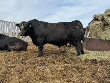 Purebred Black Angus Bulls