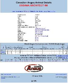 Purebred Black Angus Bulls - Photo 2