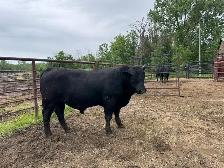 Purebred Black Angus Bulls - Photo 3