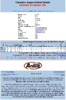 Purebred Black Angus Bulls - Photo 4
