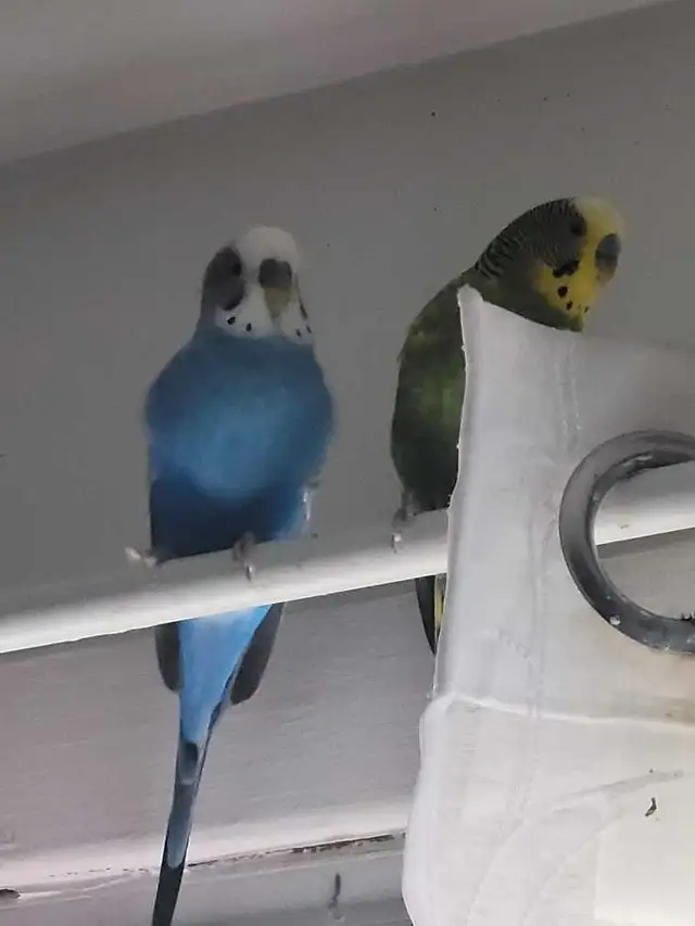 deux perruches mâles avec cage
